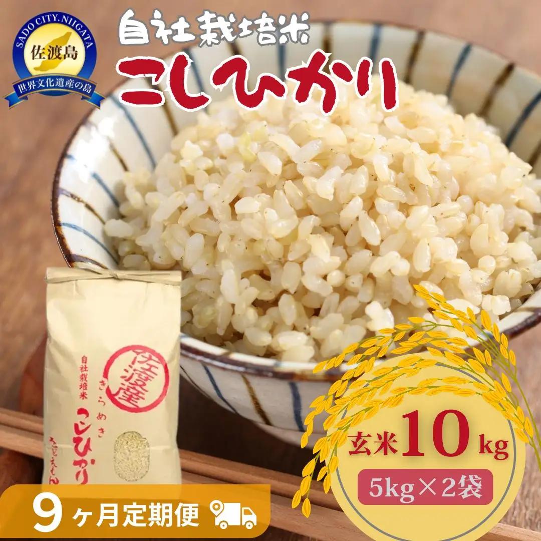 定期便 10kg 9回 コシヒカリ 玄米 自社栽培 | 新潟県 佐渡市 定期便