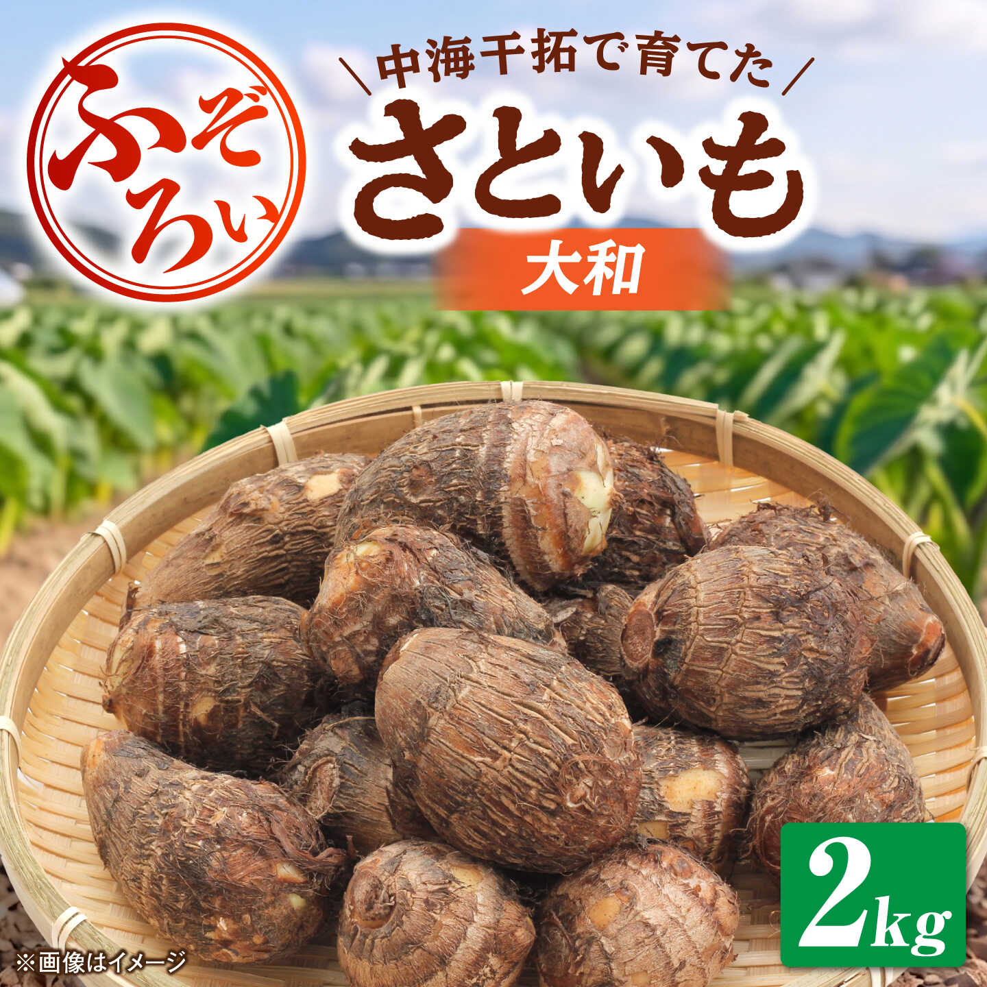 【ふるさと納税】【先行予約】【2026年11月上旬順次発送】【不揃い】島根県GAP認証 さといも2kg 島根県松江市/フジキコーポレーション株式会社[ALDS028]さといも 里芋 大和 不揃い GAP認証 島根 松江