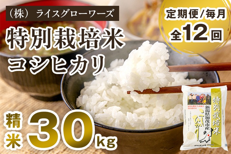 
                  【令和8年産新米先行予約】【定期便12ヶ月毎月お届け】新潟県加茂市産 特別栽培米コシヒカリ 精米30kg（5kg×6）《10月上旬～順次出荷》 従来品種コシヒカリ 新潟県産コシヒカリ 新潟産コシヒカリ 新潟コシヒカリ 新潟県産こしひかり 新潟産こしひかり 新潟こしひかり コシヒカリ こしひかり お米 白米 米 定期便 （株）ライスグローワーズ
                