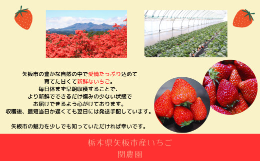 とちおとめ 1120g [2025年12月初旬より順次発送予定] 朝獲れ新鮮 秘密にしたい美味しさ｜いちご イチゴ 苺 フルーツ 果物 産地直送 先行予約 栃木県産 