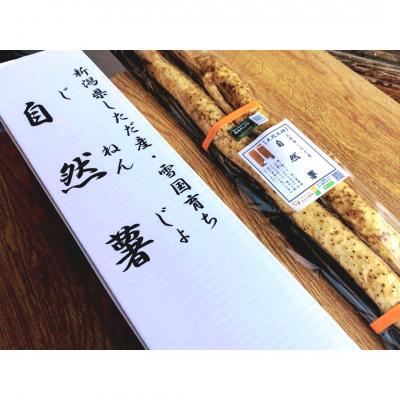 ふるさと納税 三条市 先行受付 自然薯 1本もの 約800g(1〜2本) 山芋 [まもる農園]【010P125】 |  | 01