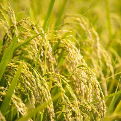 ふるさと納税 つがる市 青天の霹靂(特別栽培米) 白米10kg 令和6年産 [0760] |  | 01