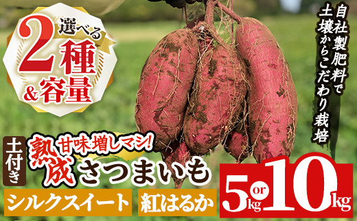 
                  a845 《種類・内容量が選べる》鹿児島県産さつまいも土付き5～10kg(シルクスイート・紅はるか)【コウエイ環境】姶良市 鹿児島県産 さつまいも サツマイモ 熟成芋 さつま芋 シルクスイート 紅はるか 5kg 10kg 生芋
                