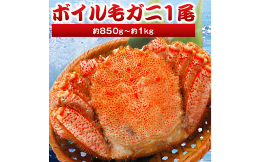 北海道産 毛ガニ 1尾 850g～1kg (ボイル)＜2024製造＞【1381371】