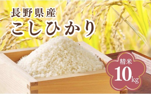 コシヒカリ 精米 10kg 令和7年産｜ 白米 コメ ごはん 千曲市 長野県 信州