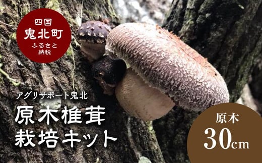 
            原木しいたけ栽培キット 30cm | しいたけ シイタケ 椎茸 栽培キット 栽培 菌床 しいたけ菌 椎茸菌 自由研究　※2026年1月～3月下旬頃に順次発送予定　※離島への配送不可
          