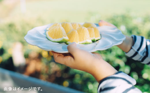 【波佐見焼】7寸輪花皿 プレート 白 2枚セット【イロドリ】 [KE02]