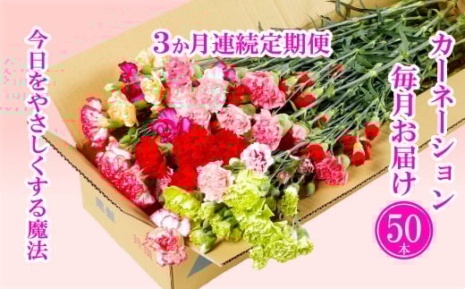 G501p 【毎月定期便(全3回)】カーネーション産地直送 生花 切花50本  【黒髪カーネーション&西九州させぼ地域商社】 花ギフト 新鮮 カーネーション 母の日 プレゼント
