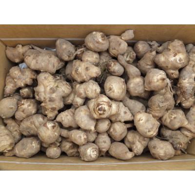 ふるさと納税 城里町 菊芋(きくいも)健康野菜5kg |  | 02