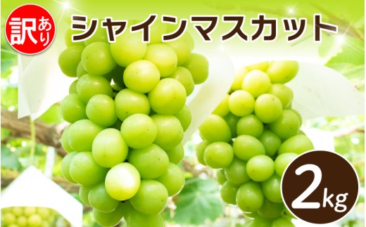 【先行予約】 訳あり シャインマスカット 約2kg ＜出荷時期：2026年8月上旬～9月下旬頃＞ ぶどう 葡萄 マスカット フルーツ 果物 ゼリー ジュース アイス デザート スイーツ ケーキ グルメ 人気 おすすめ 甘い 送料無料 三木ぶどう園 徳島県 阿波市