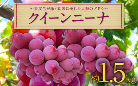 長崎県産 クイーンニーナ 約1.5kg ぶどう 果物 くだもの フルーツ 【2026年9月上旬～9月下旬迄発送予定】