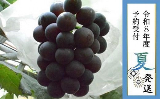 ＜2026年先行受付8月中旬発送＞【貝塚市産】特選グロースクローネ750g以上