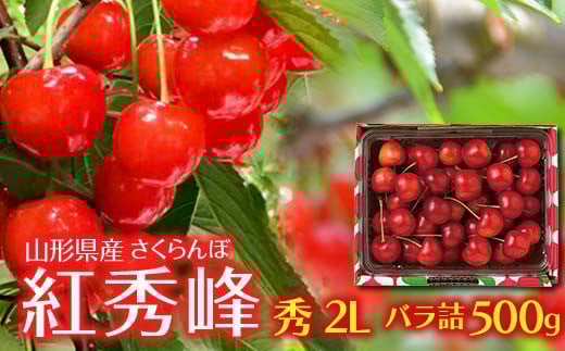 FYN6-117 山形県産 さくらんぼ 紅秀峰 500g 秀 2L バラ詰め 2025年6月下旬頃から順次発送 初夏 果物 くだもの フルーツ 贈り物 ギフト ギフト箱 期間限定 数量限定 産地直送 山形県 西川町 月山