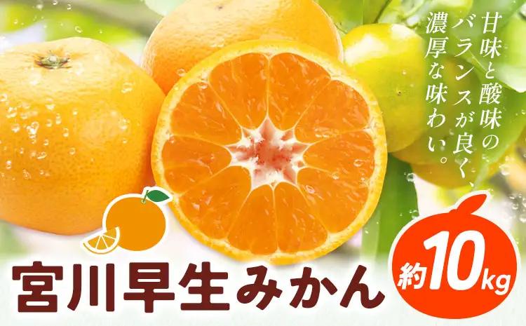 みかん 宮川早生みかん 約10kg
