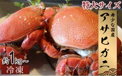 HRAGT-2 【数量・期間限定】宮崎県串間産アサヒガニ　特大サイズ約2kg（2～3匹）　日本では大変希少な国産アサヒガニ ！【合同会社Houryoumaru】
