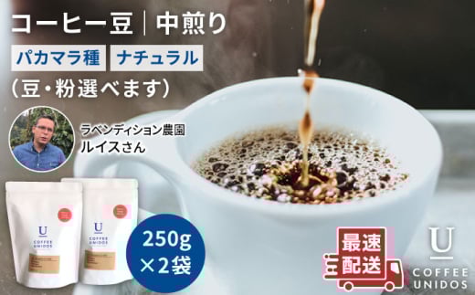 【豆】中煎り コーヒー 豆 250g × 2袋  ニカラグア産 ラベンディション農園 マラカツーラ種 ナチュラル 《糸島》 【COFFEE UNIDOS】 [AQF001-1]