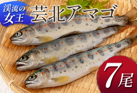 アマゴ 渓流の女王 芸北アマゴ 7尾