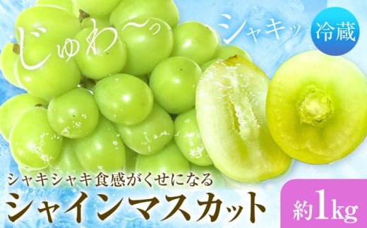 シャインマスカット 2房 1kg タンポポ農園《2026年9月上旬-10月下旬頃出荷》送料無料 岡山県 浅口市 フルーツ マスカット ぶどう 果物 贈り物 秋 冷蔵