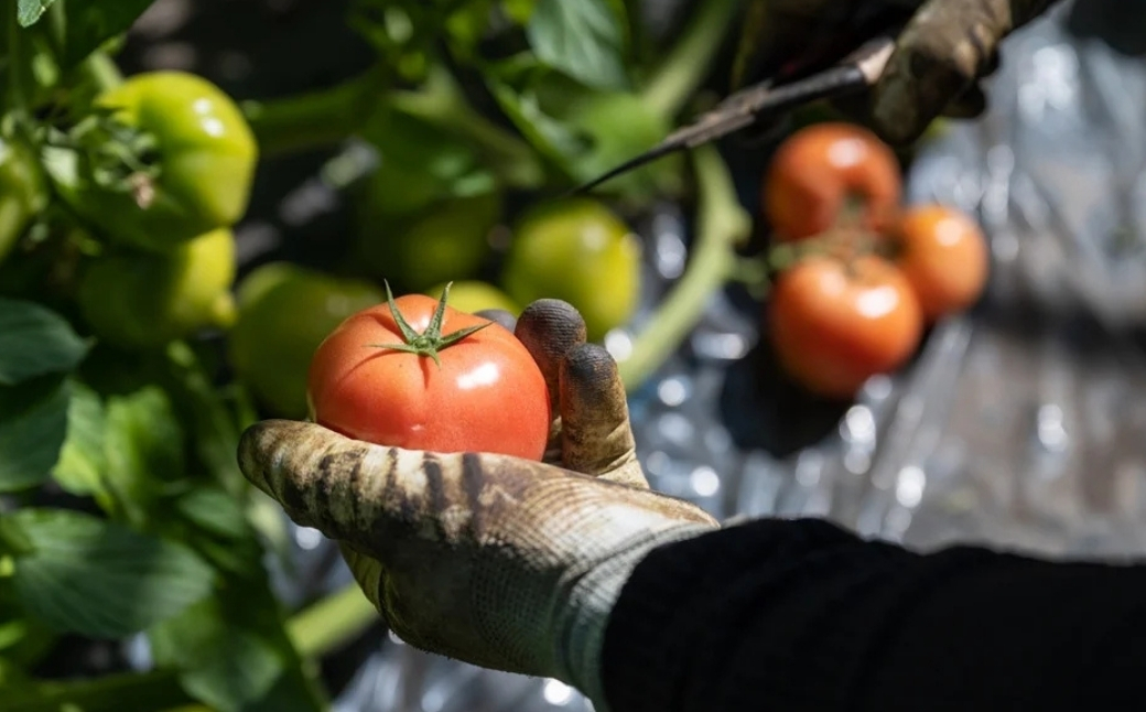 トマト きゅうりセット 計約4kg | とまと キュウリ tomato 胡瓜 国産 野菜 野菜セット 旬の野菜 野菜詰め合わせ 詰め合わせ つめあわせ 旬 季節限定 産直 産地直送 新鮮 採れたて 獲