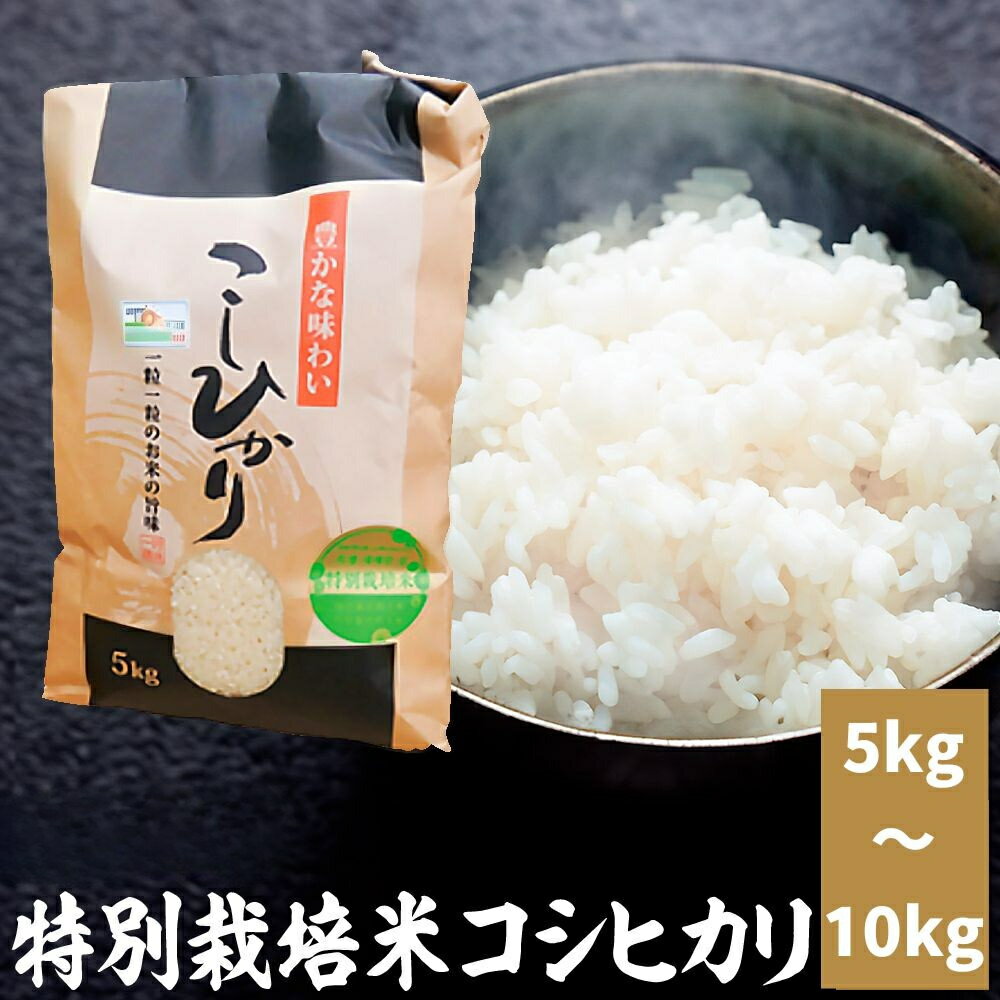 【ふるさと納税】新米「令和7年産」特別栽培米コシヒカリ 5kg 、10kg新米 米 お米 コメ こめ 精米 ライス 白米 炭水化物 ご飯 主食 食卓 おにぎり お弁当 茨城県産 ※2025年9月中旬頃より順次発送予定
