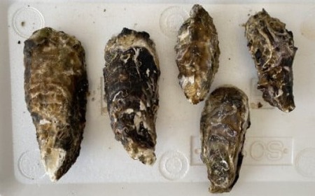 産地直送！ 加熱用 【訳あり】不揃いの殻付き牡蠣３㎏（ 冷凍 ） 【 訳あり 国産 三陸産 天然 牡蠣 かき 殻付き 人気 グラタン 海鮮 お刺身 魚介 魚介類 BBQ バーベキュー フライ 】 RT