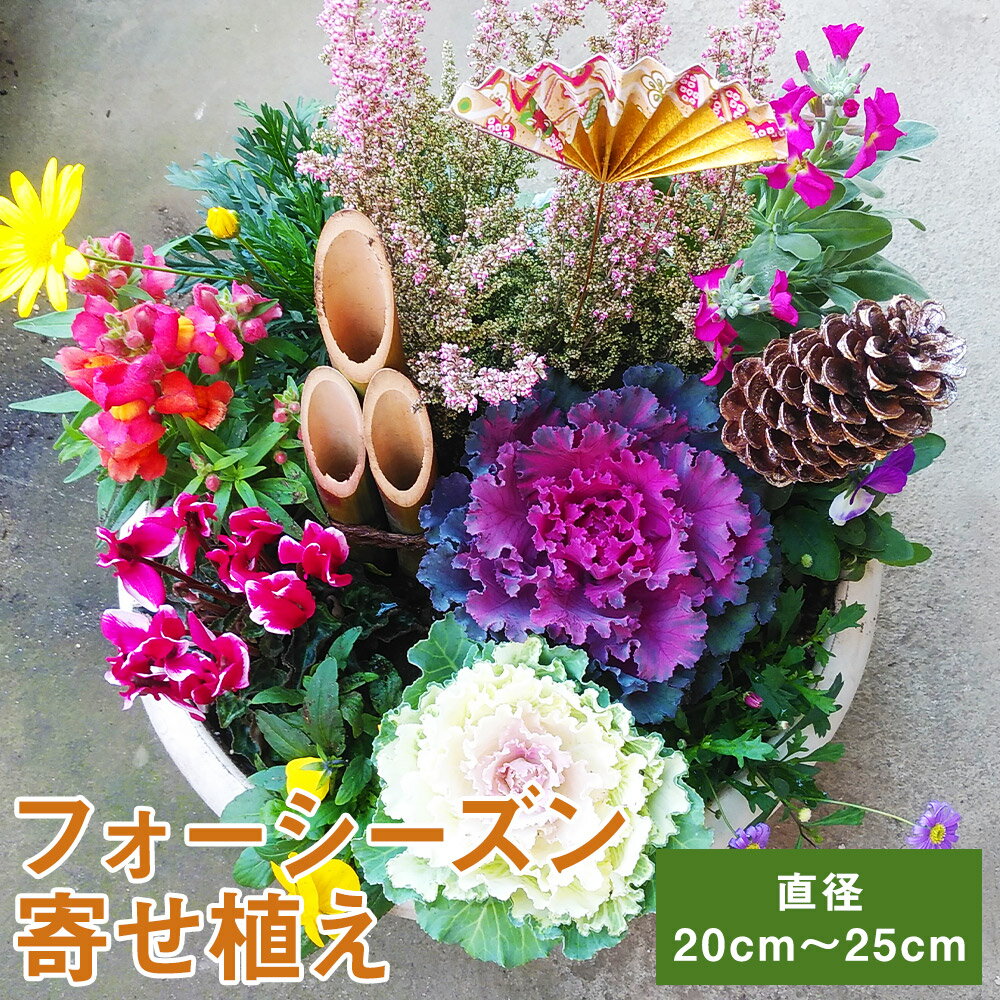 【ふるさと納税】フォーシーズン お花の寄せ植え 花 鉢花 鉢植え 観葉植物 植物 インテリア ガーデン 雑貨 送料無料《90日以内に出荷予定(土日祝除く)》