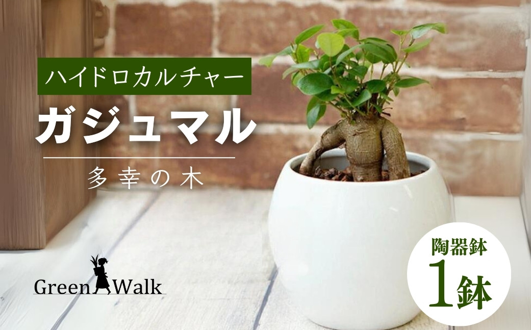 
                  ガジュマル 観葉植物 器 幅130×高さ100mm Green Walk 土を使わない栽培 ピュアボウル ハイドロカルチャー 陶器 ガジュマル ガジュマル ガジュマル ガジュマル ガジュマル ガジュマル ガジュマル 観葉植物 ガジュマル 観葉植物 ガジュマル 観葉植物 観葉植物 ハイドロカルチャー ハイドロカルチャー ガジュマル 鉢植え ガジュマル 鉢植え インテリアグリーン インテリアグリーン
                