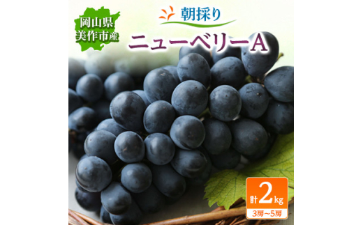 朝採りニューベリーA　2kg(3房～5房)【1117969】