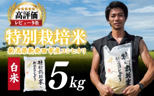 【先行予約】令和8年産 コシヒカリ 白米 5kg 特別栽培米 こしひかり 米 お米 こめ 新潟米 新潟県産 新潟産 新潟 新潟県 新発田産 新発田 新発田市 斗伸 toushin002_R8