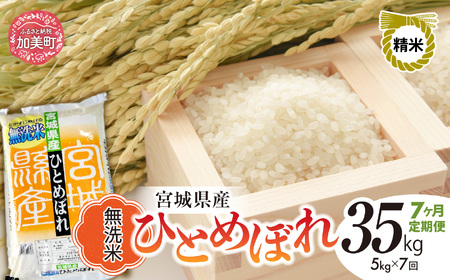 【7回定期便】R7 宮城県産 ひとめぼれ 無洗米 5kg×7回 [ 宮城県 加美町 菅原精米 ] 米 こめ コメ ご飯 sw-hb05-mu-t7-r7