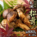 【ふるさと納税】信州産「天然松茸」(約880g/8～29本)　【野菜・きのこ・シイタケ】　お届け：2024年9月下旬頃より順次発送