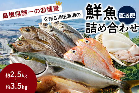 浜田の旨い鮮魚直送便 海鮮 セット 海鮮 【006_2043】