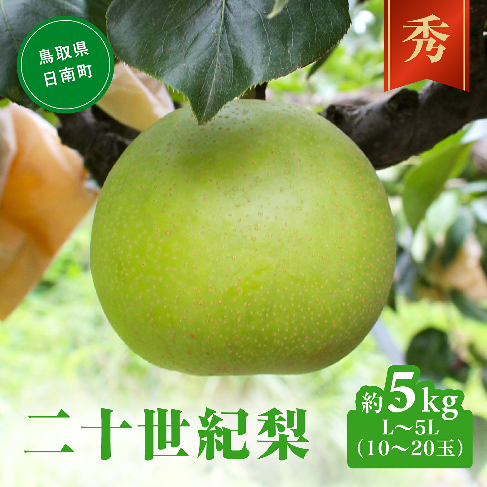 【ふるさと納税】二十世紀梨 秀5kg前後 L-5L(10-20玉前後) 梨 なし フルーツ 鳥取 高間商店