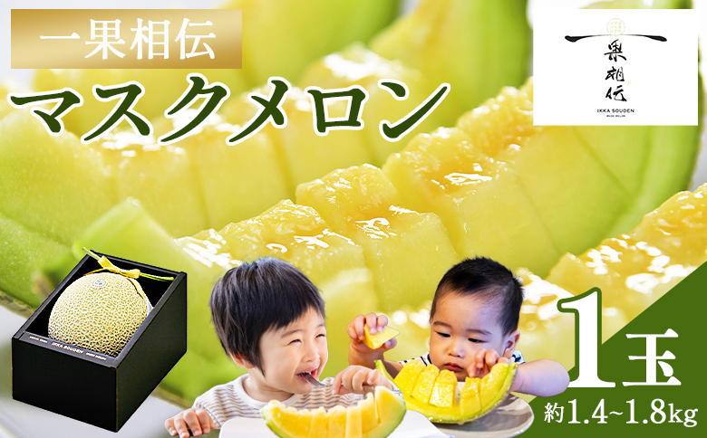  【14日程度で発送】一果相伝マスクメロン1玉入り tn-0010