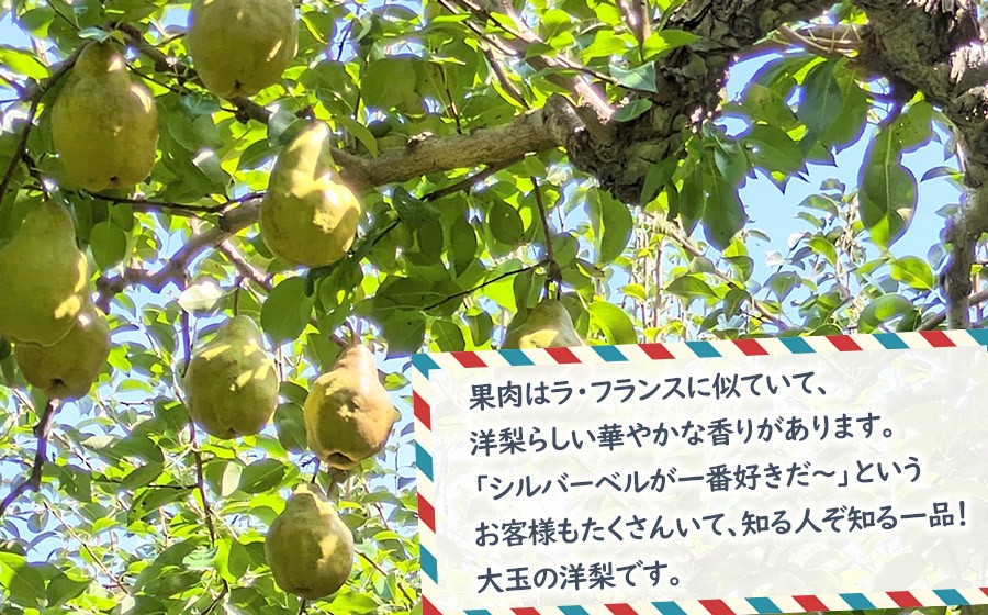 【令和8年産先行予約】洋梨　シルバーベル　約3Kg（7～9玉） 山形県鶴岡市　やまも果樹園　| 洋ナシ 洋なし 西洋梨 産地直送 3キロ 秋果実 果物 くだもの フルーツ デザート 旬 人気 美味しい