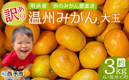 ＜訳あり 温州みかん 約3kg＞ 中玉 大玉 明浜産 果物 フルーツ 蜜柑 うんしゅうみかん ウンシュウミカン 柑橘 家庭用 浜のみかん屋 直送 愛媛県 西予市【常温】『2025年11月上旬～12月中旬迄に順次出荷』AHM0020