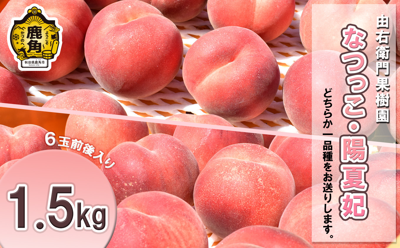 
            秋田県鹿角産 「なつっこ／陽夏妃」約1.5kg（6玉前後入り）●2025年8月下旬発送開始【由右衛門果樹園】 希少 桃 もも モモ お盆 お見舞い 完熟 国産桃 お中元 贈り物 贈答用 グルメ ギフト 故郷 秋田 あきた 鹿角市 鹿角 送料無料 
          