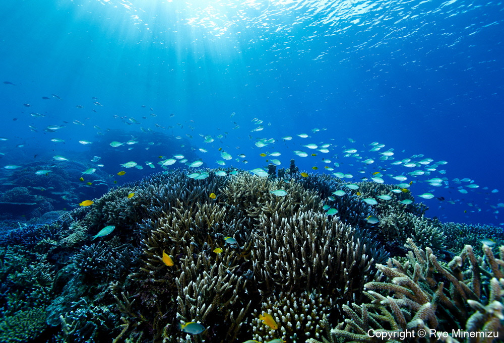 Shallow coral reefs and fishes（A3W）　お届けするパネルの写真です