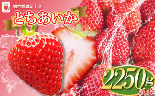 【先行予約】鮮度抜群！朝採れ旬のとちあいか  750g以上×3箱 真岡市 栃木県 送料無料 いちご イチゴ 苺 ストロベリー 