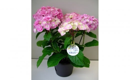 福岡県育種開発のあじさい【筑紫ルビー】鉢植え　5.5号鉢【あじさい 花 鉢植え ガーデニング 福岡 筑前町 おすすめ ふるさと納税 送料無料 AE053】