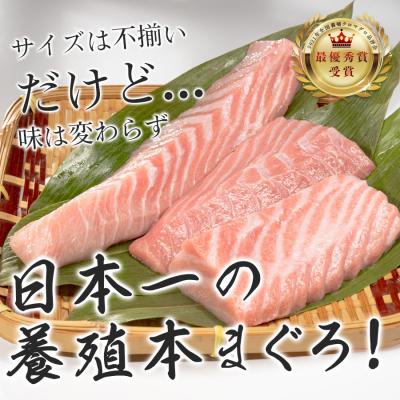ふるさと納税 大月町 【訳アリ】養殖本マグロ 大トロ 500g 黒潮本まぐろ 刺身用 小分け柵 最優秀賞受賞 高知県大月町 |  | 03