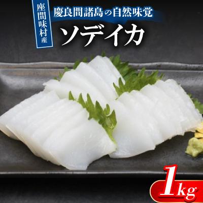 ふるさと納税 座間味村 慶良間諸島の自然味覚 座間味村産のソデイカ 1kg(2〜3柵)