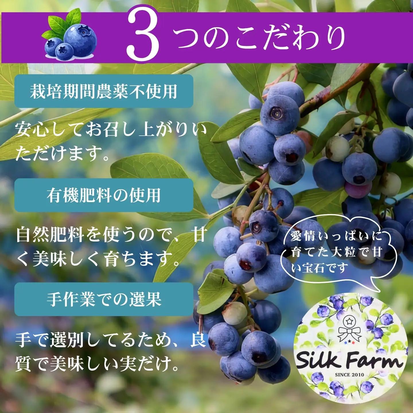 [A562-01]【訳あり】冷凍ブルーベリー500ｇ（500g×1パック）2026年シルクファーム産