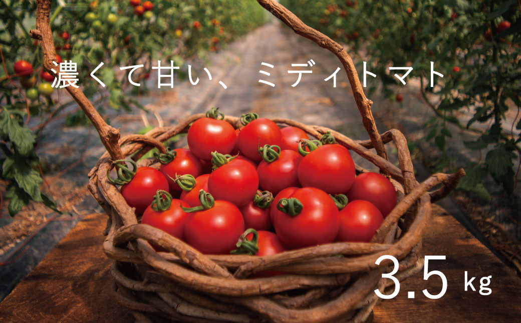 
            【2025年産】 フルーツトマト 3.5kg のんの畑北海道 ミディトマト 数量限定
          