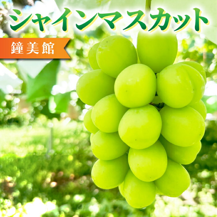 【ふるさと納税】【鐘美館】標高750mで育ったシャインマスカット ※2025年10月上旬以降順次発送