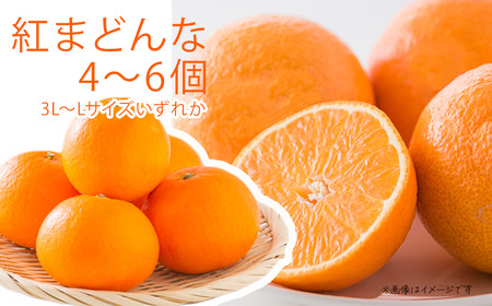 【先行予約】サンゴールドまたはゴールドキウイと紅まどんなのセット　11月下旬～12月発送
