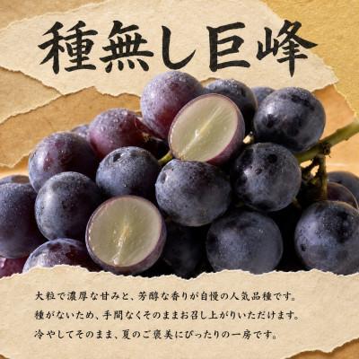 ふるさと納税 かつらぎ町 【発送月固定定期便】紀州和歌山産旬のフルーツセット(種なし巨峰・シャイン・みかん)全3回 |  | 01