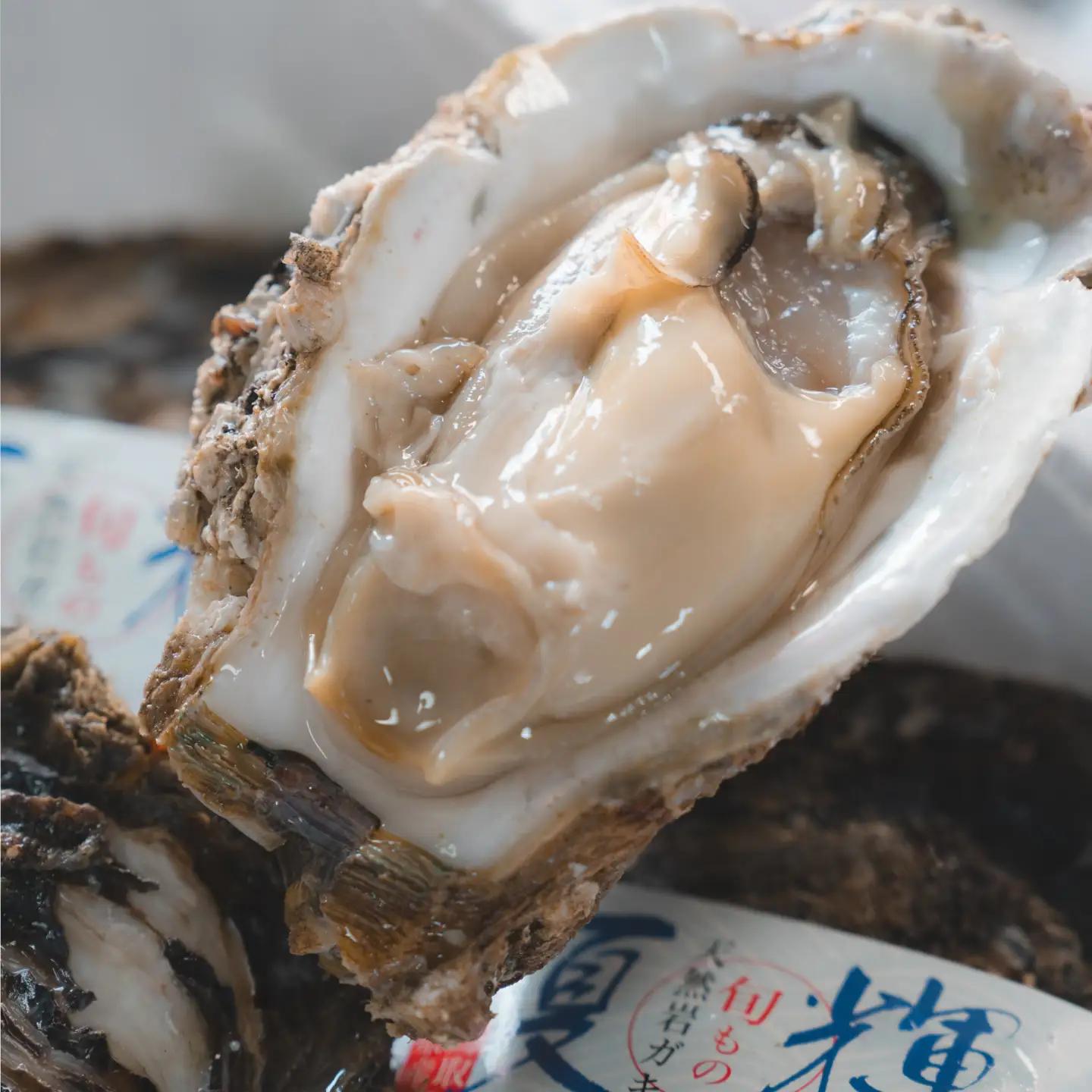 牡蠣 鳥取県産 天然 岩ガキ 夏輝 10個（300g以上×10個）※2026年6月上旬以降発送 ｜牡蠣 