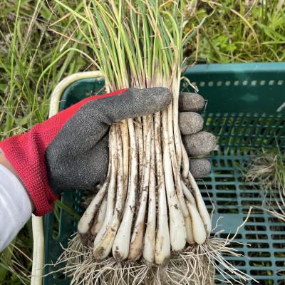 ふるさと納税 座間味村 慶良間諸島の自然味覚 島らっきょう 1kg |  | 01