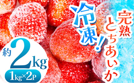 【数量限定】 完熟！冷凍とちあいか 約2kg |  グラム数 選べる いちご とちあいか 冷凍 冷凍イチゴ スイーツ ジャム スムージー たっぷり 大粒 甘い 美味しい 果物 デザート 栃木県 真岡市 送料無料